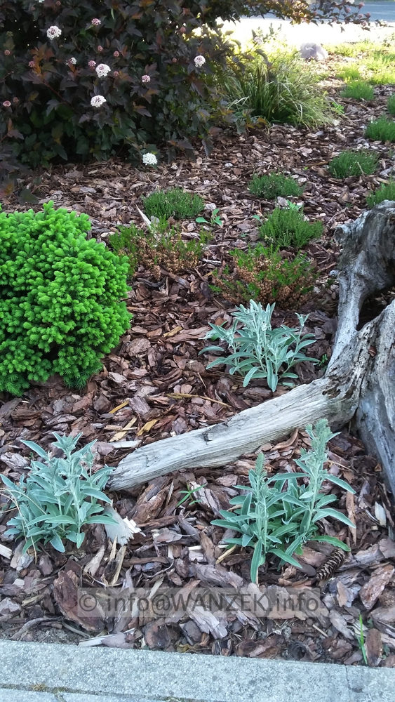 Veronica incana Silberteppich 01.jpg